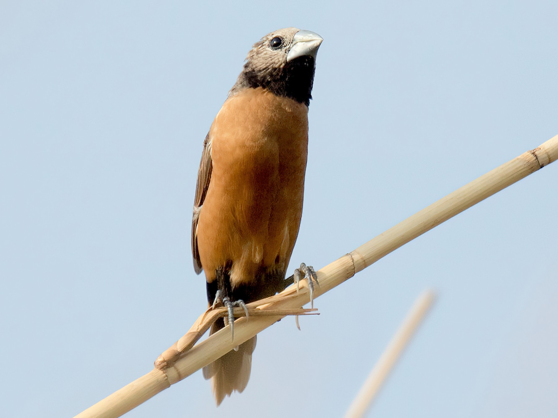 gray-crowned munia - eBird