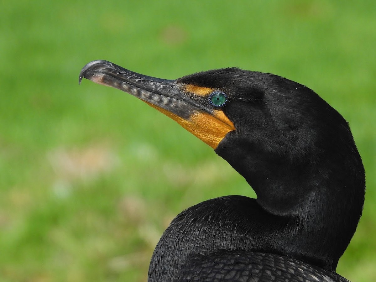 Double-crested Cormorant - ML459460451