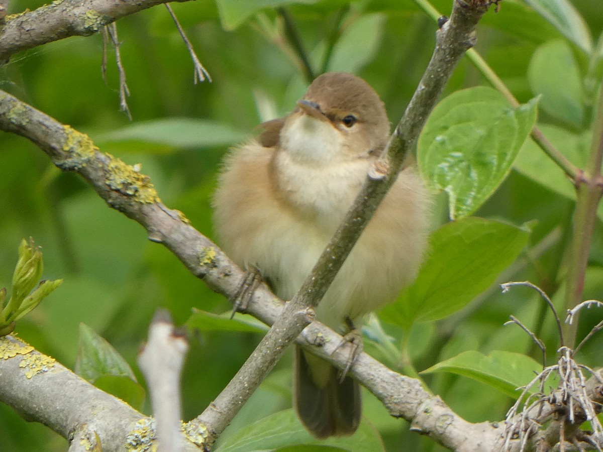 Common Reed Warbler - ML459462591