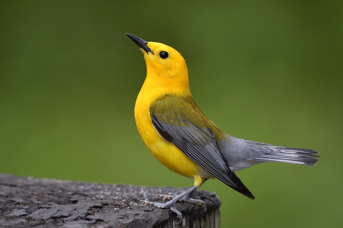 Prothonotary Warbler - ML459463241