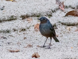  - Great Shortwing (Great)