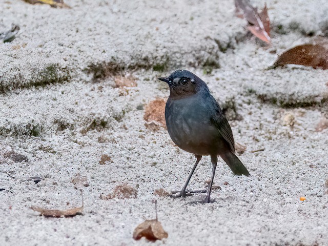 Female - Great Shortwing (Great) - 