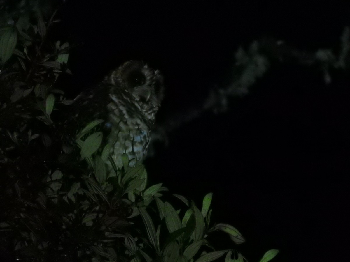 Rufous-banded Owl - ML459471591