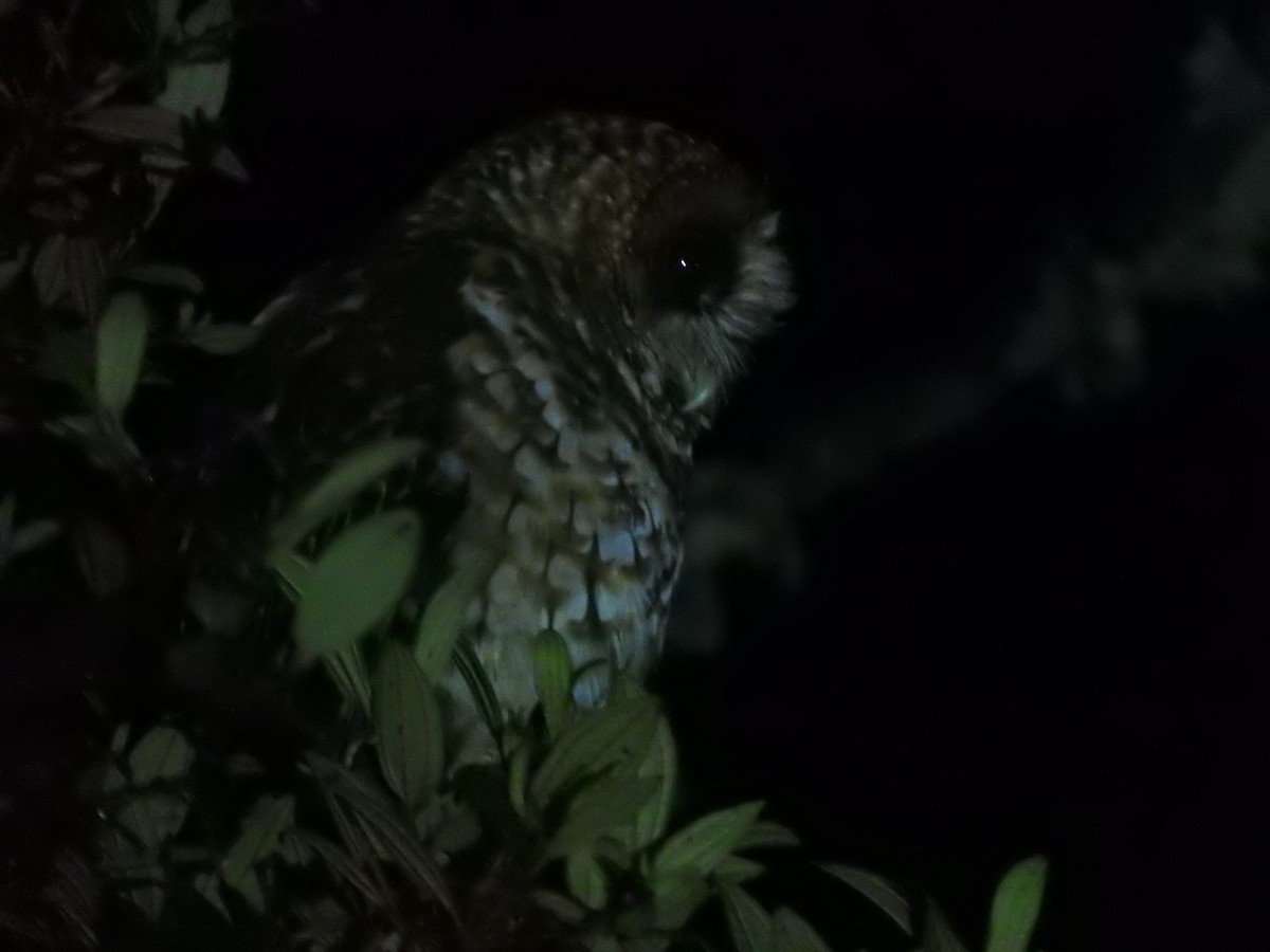 Rufous-banded Owl - ML459471601