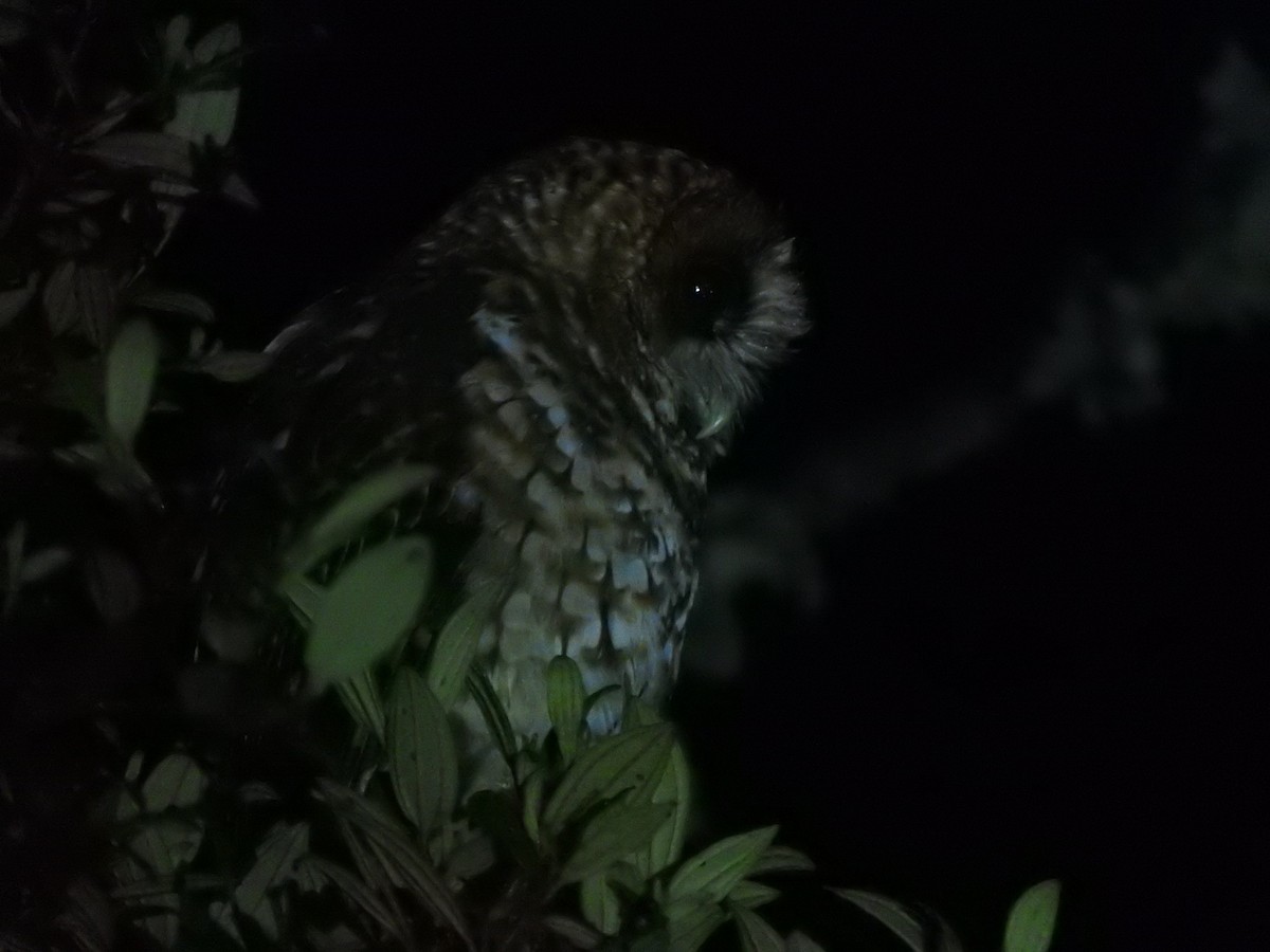 Rufous-banded Owl - ML459471611