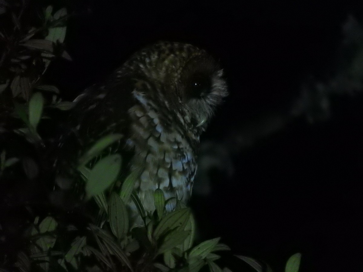 Rufous-banded Owl - ML459471641