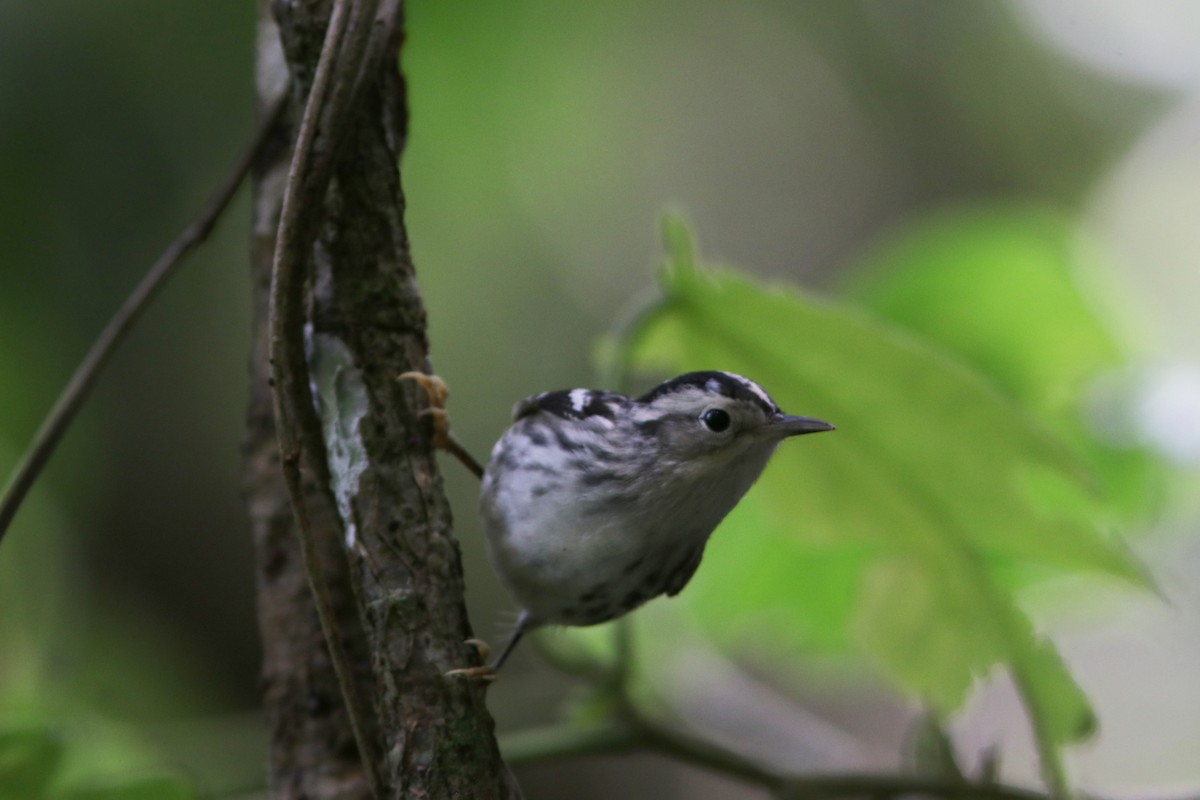Black-and-white Warbler - ML459472751