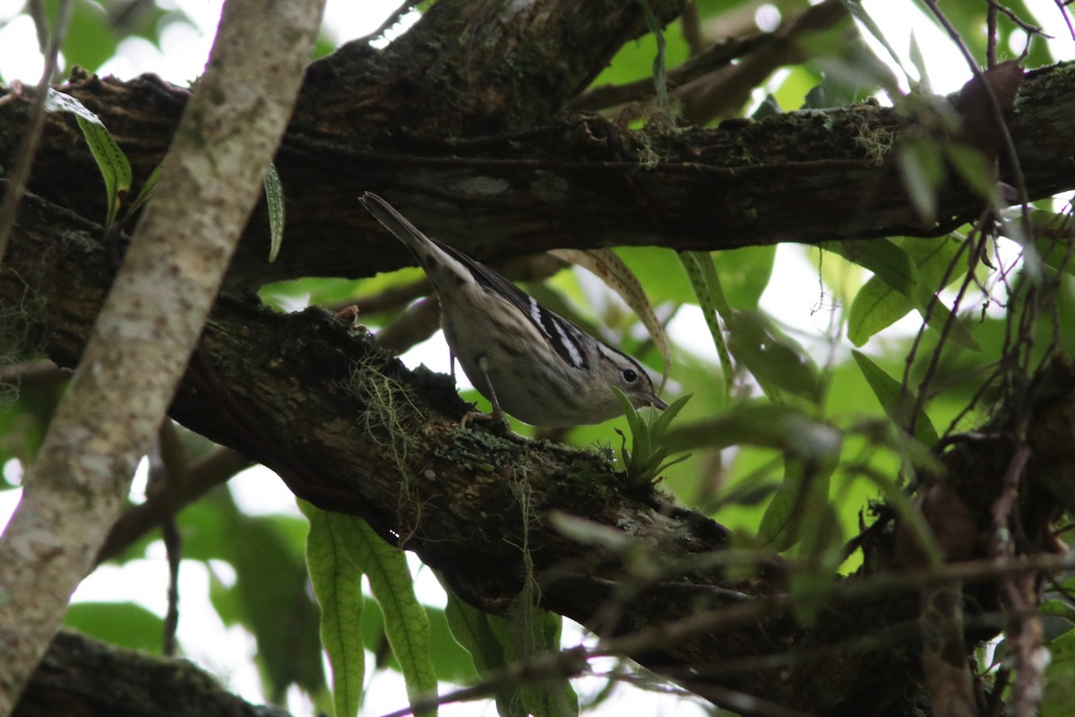 Black-and-white Warbler - ML459472761