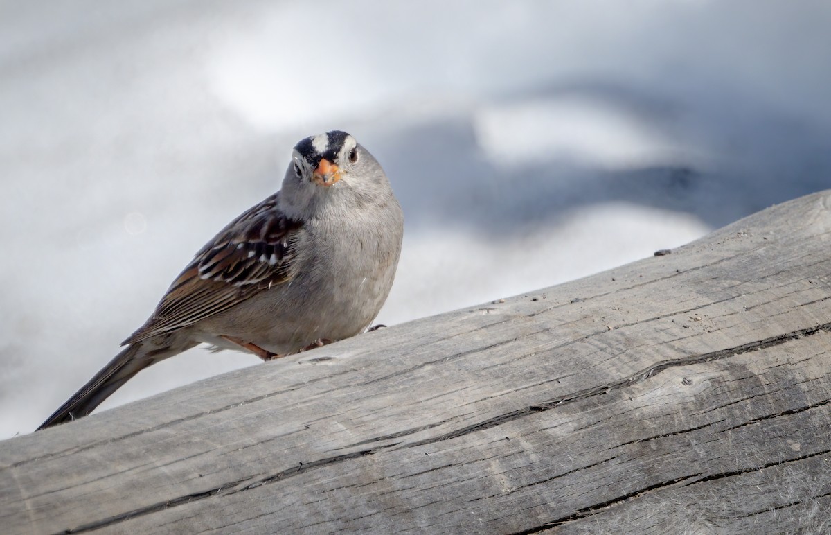 White-crowned Sparrow - ML459475161