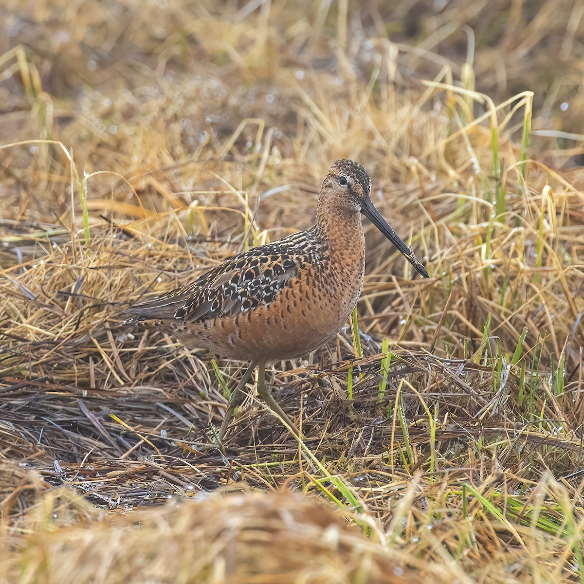 Long-billed Dowitcher - ML459475471