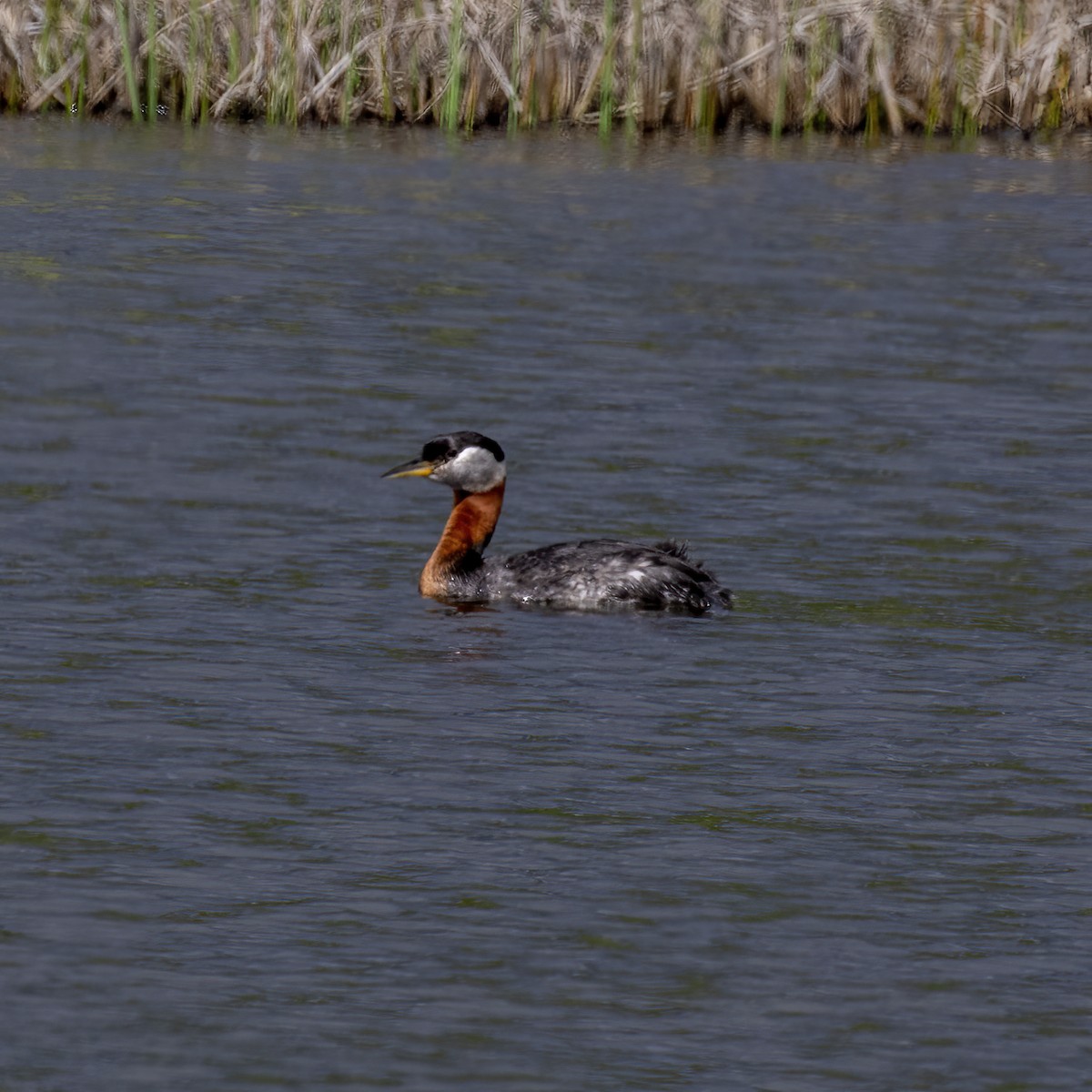 Red-necked Grebe - ML459479801