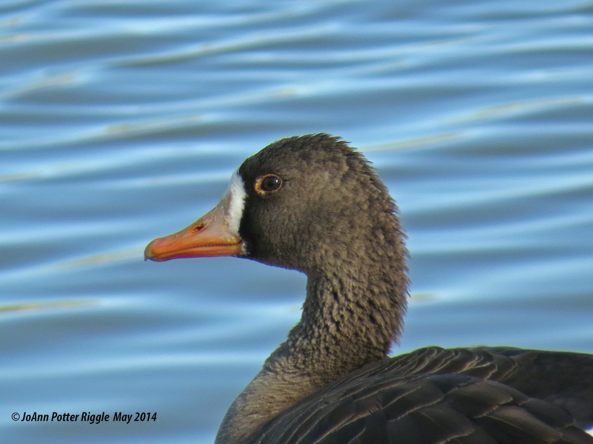Greater White-fronted Goose - JoAnn Potter Riggle 🦤