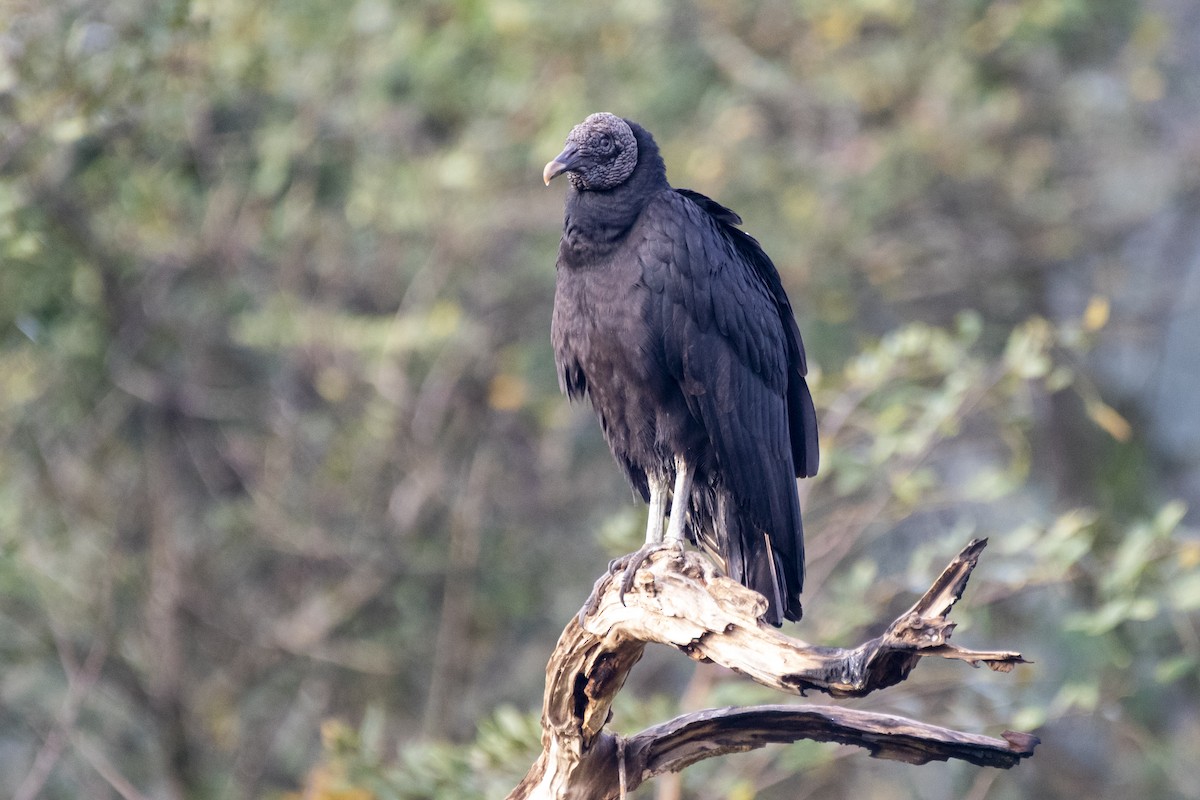 Black Vulture - ML459486581