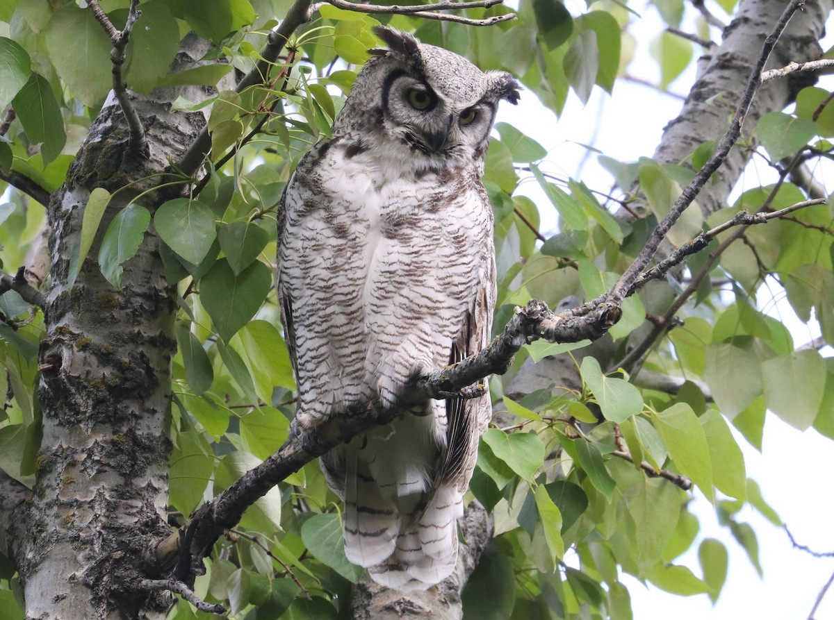 Great Horned Owl - Aaron Hywarren
