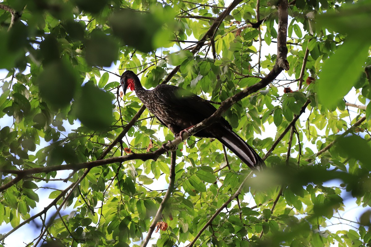 Crested Guan - ML459491891