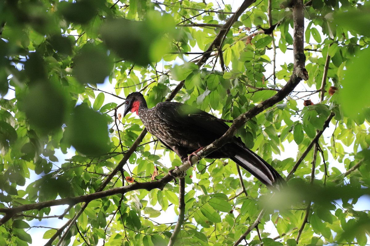 Crested Guan - ML459491911