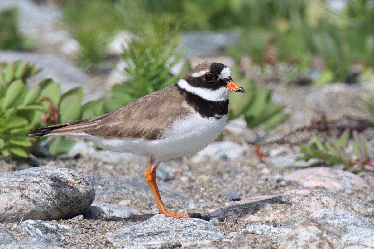 Common Ringed Plover - ML459493711