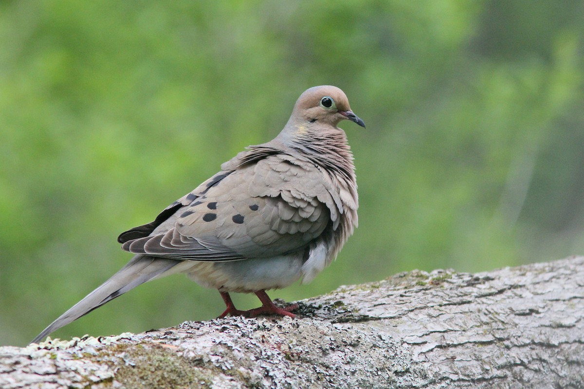 Mourning Dove - Larry Therrien