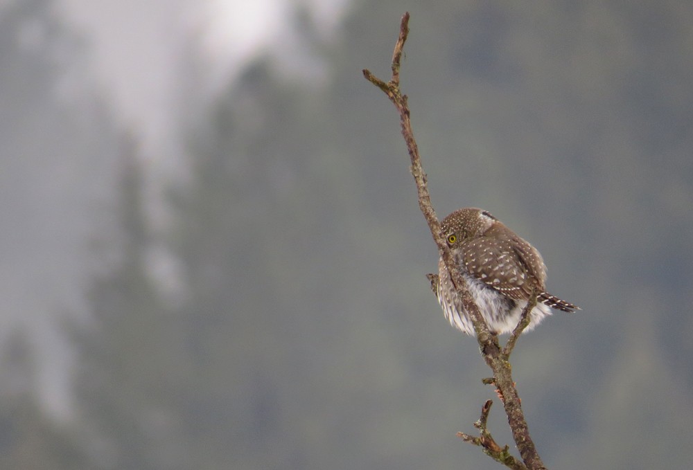 Northern Pygmy-Owl - ML45949471