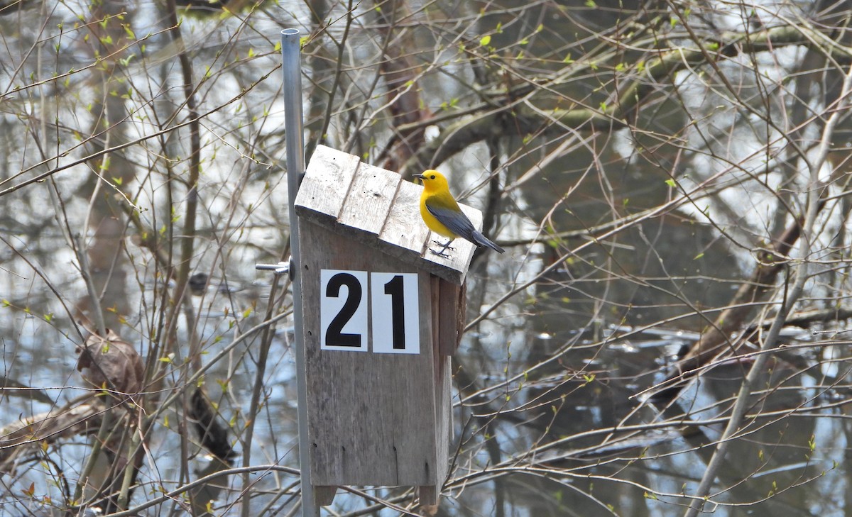 Prothonotary Warbler - ML459498831