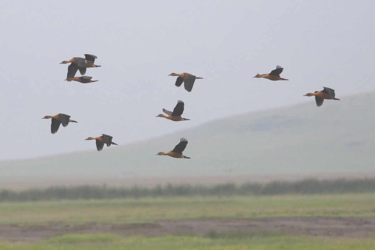 Fulvous Whistling-Duck - ML45950001