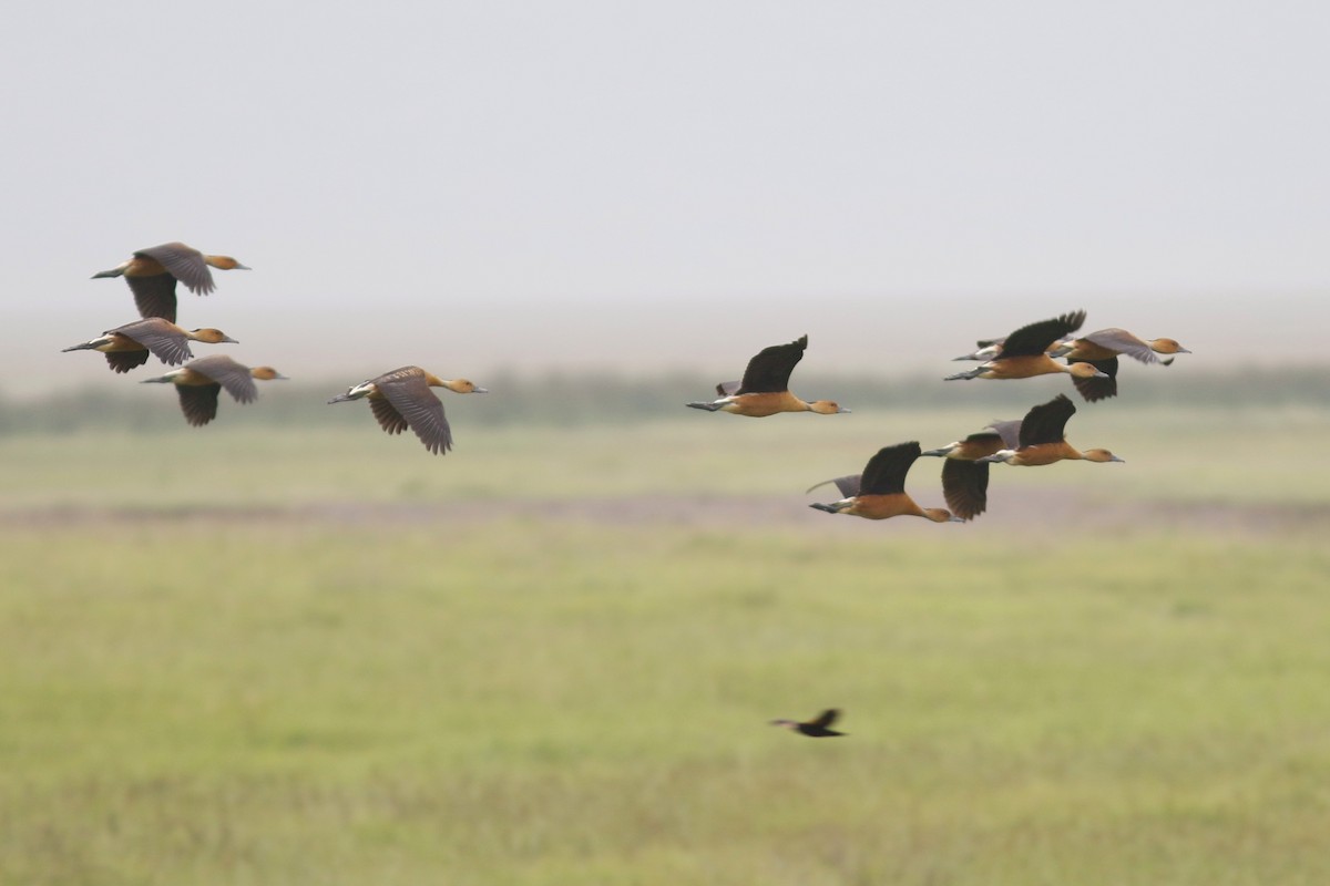 Fulvous Whistling-Duck - ML45950091