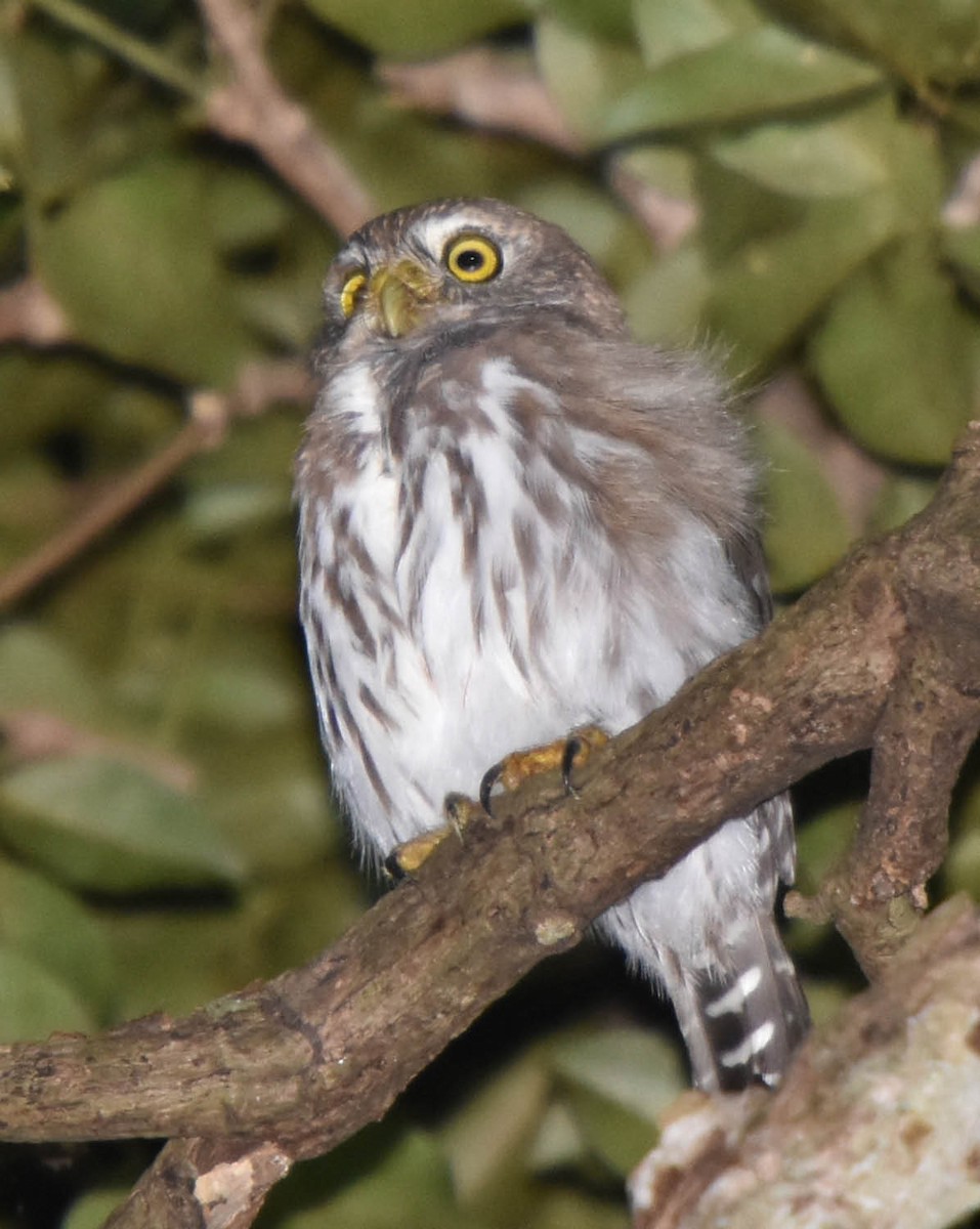 Ferruginous Pygmy-Owl (Tucuman) - ML45950171