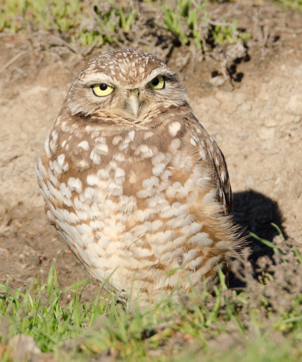 Burrowing Owl - Margaret & Fred Parkes