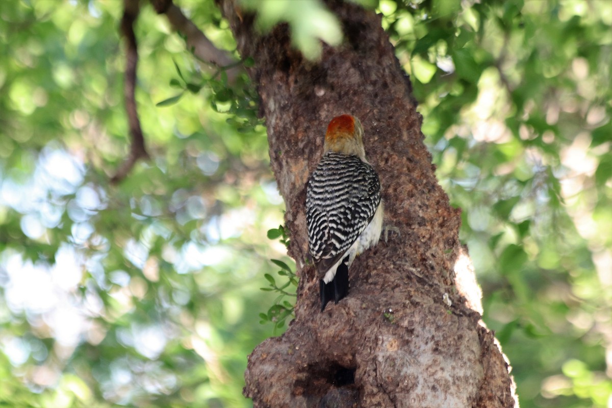 Golden-fronted Woodpecker - ML459525041