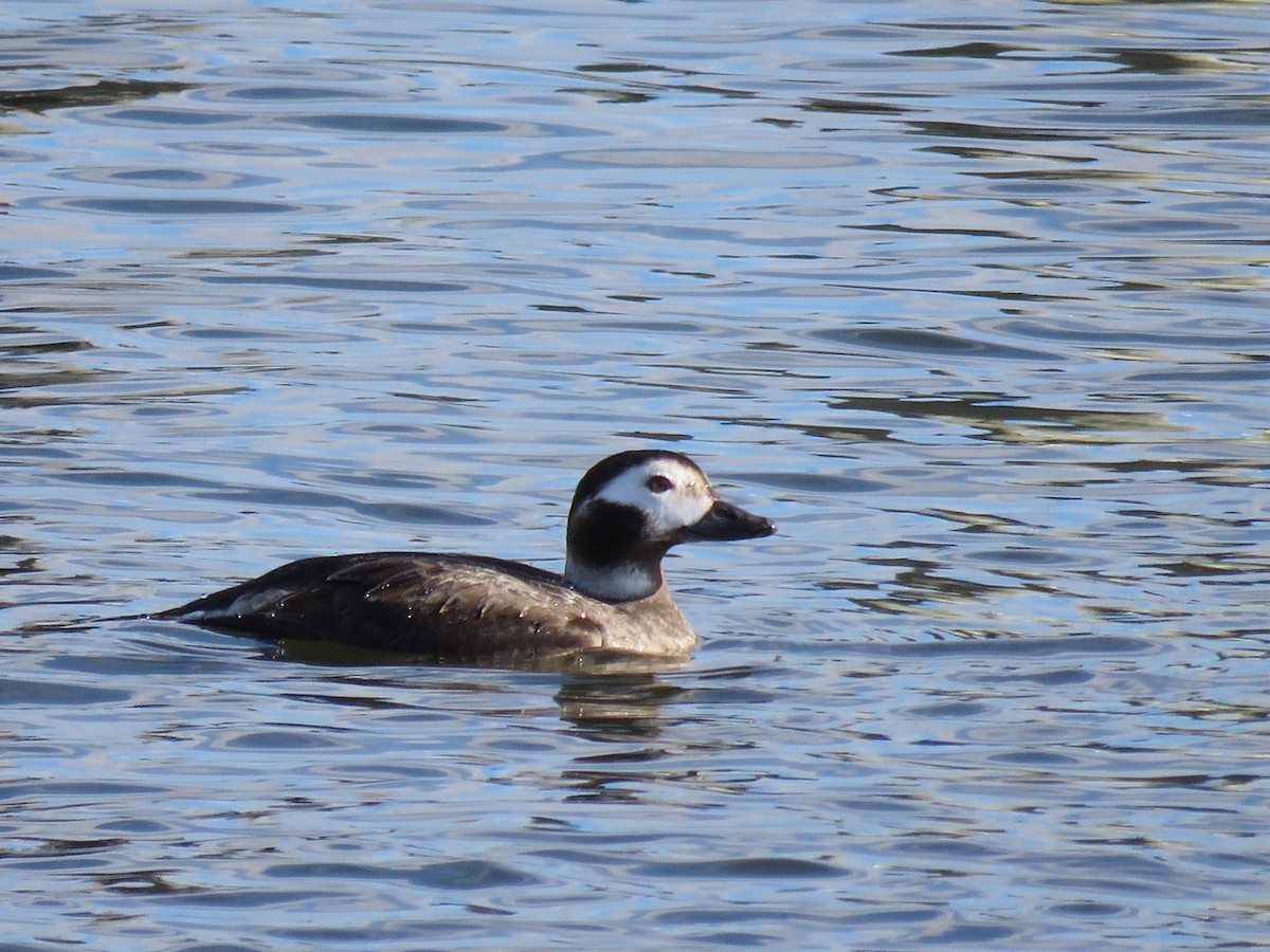 Long-tailed Duck - ML45952671
