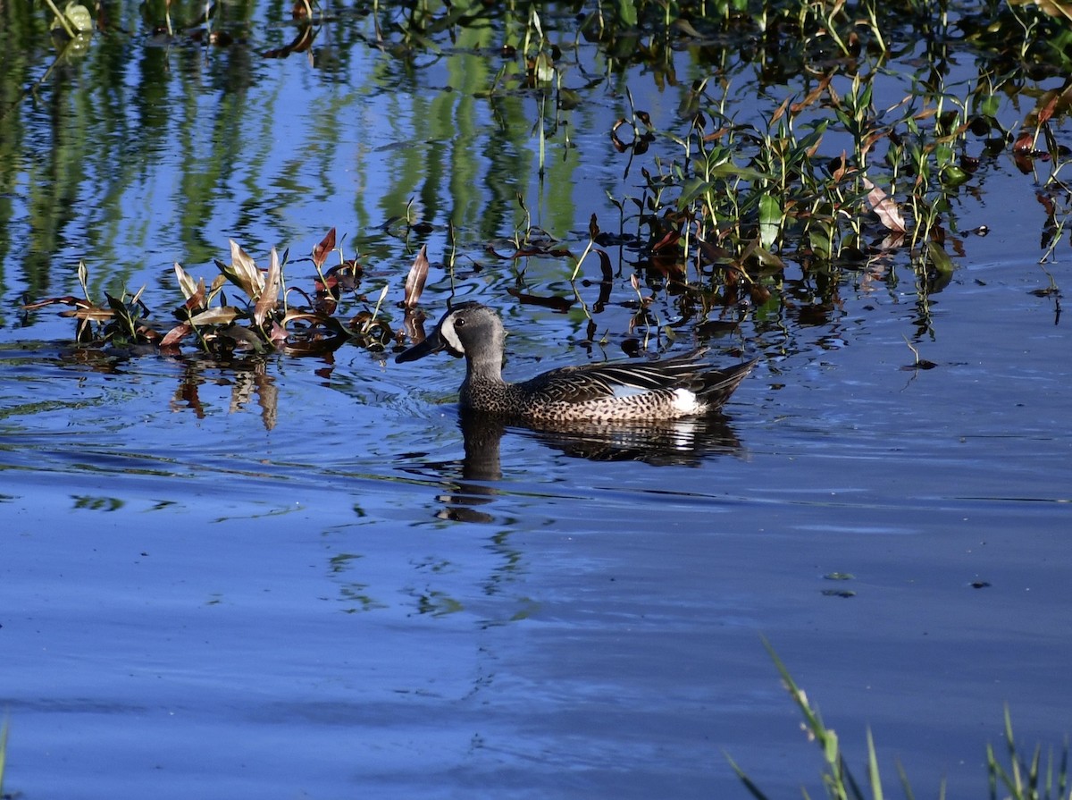 Blue-winged Teal - ML459529691