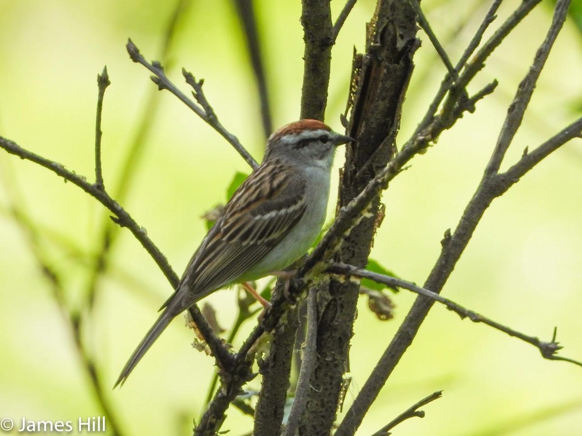 Chipping Sparrow - James Hill