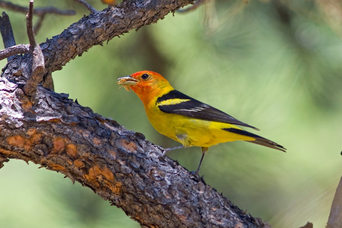 Western Tanager - ML45954041