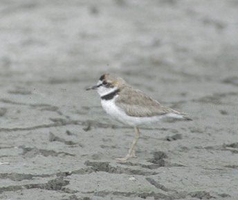 Collared Plover - ML459542421