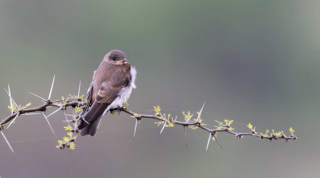Northern Rough-winged Swallow - manuel grosselet