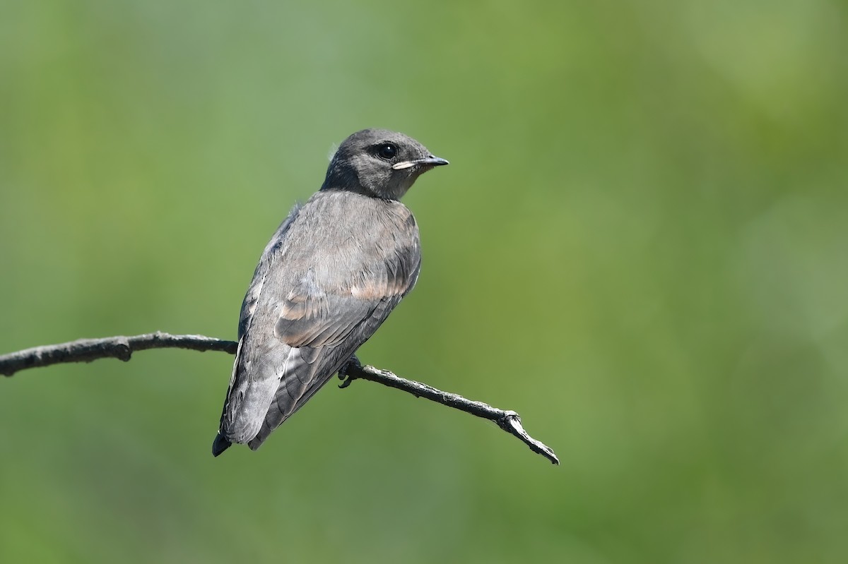 Northern Rough-winged Swallow - Matt Spangler
