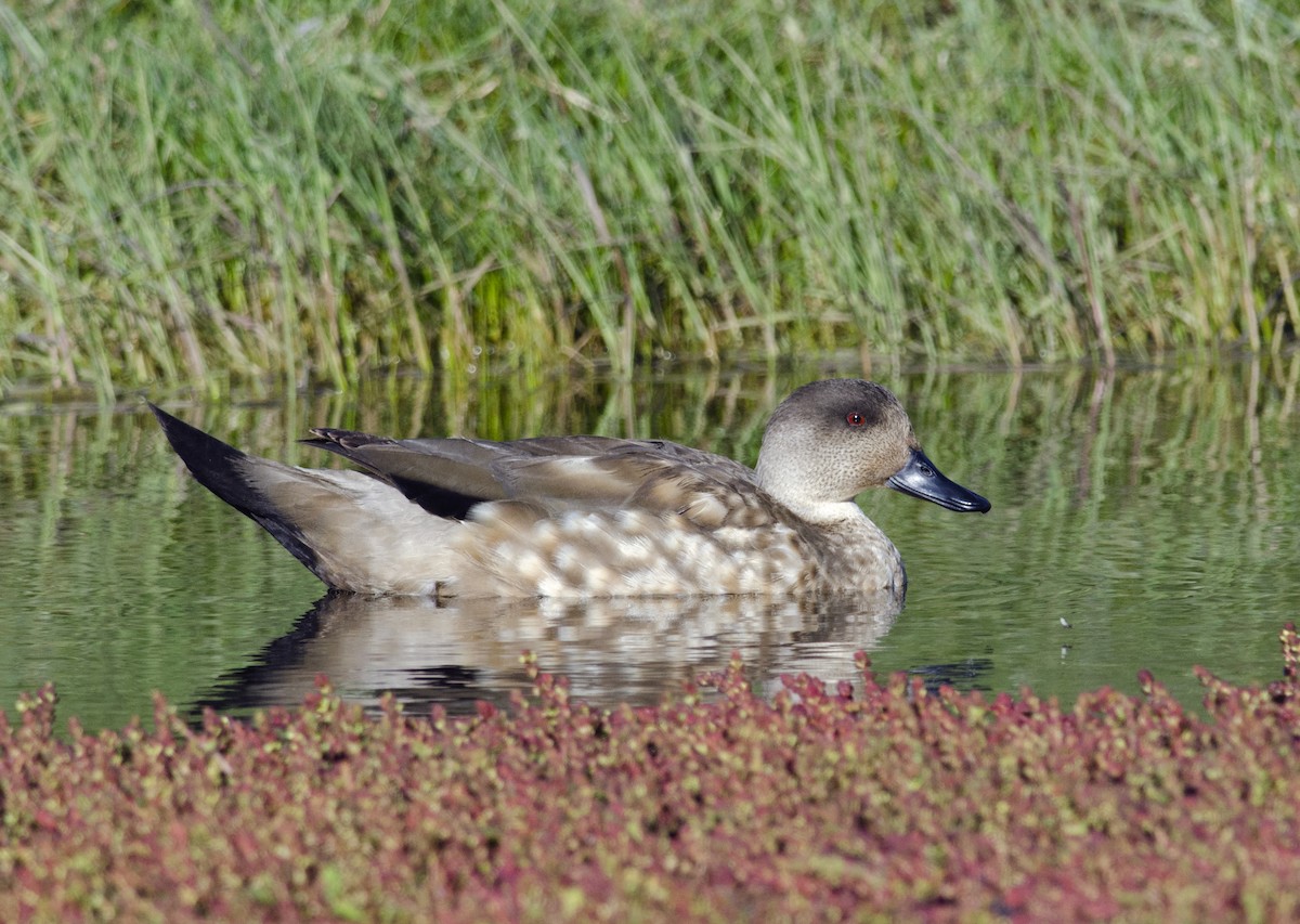 Crested Duck - ML45955531