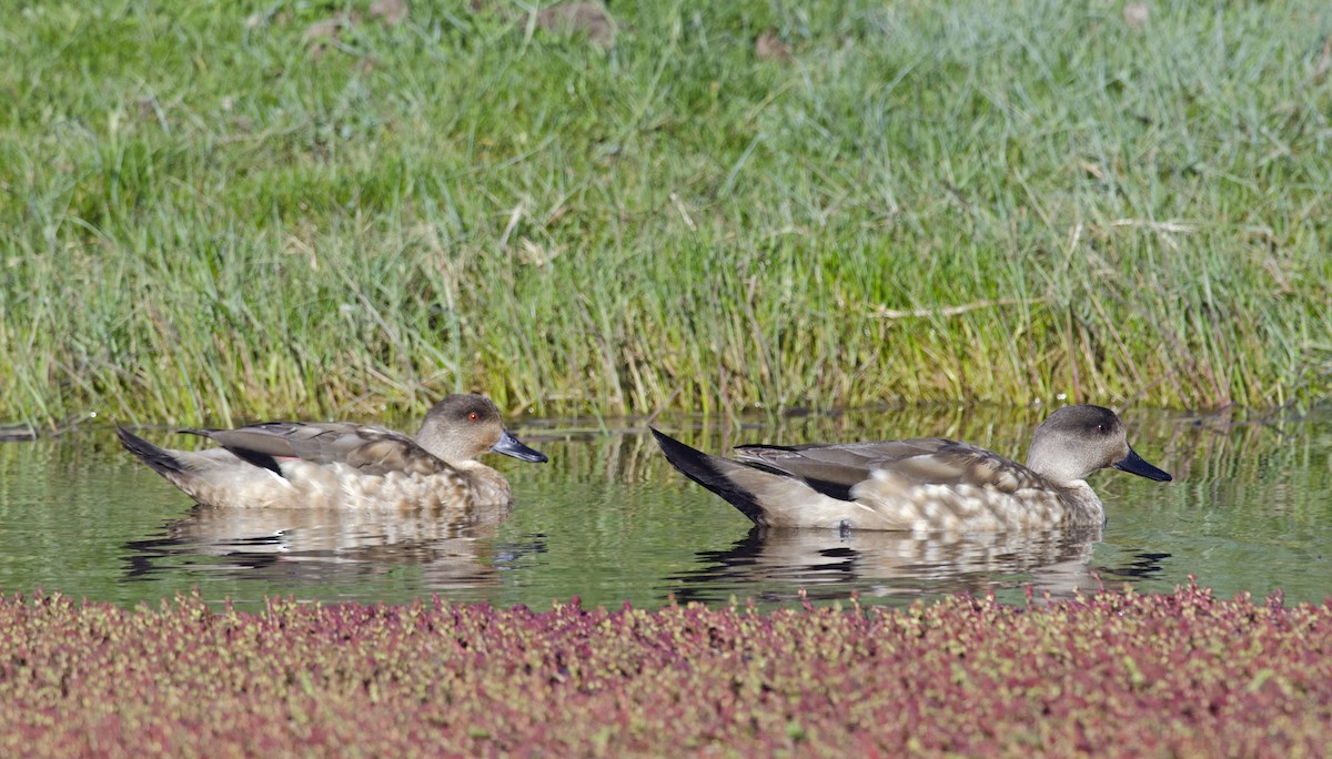 Crested Duck - ML45955581