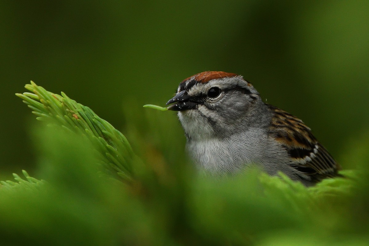 Chipping Sparrow - Alexandre Terrigeol