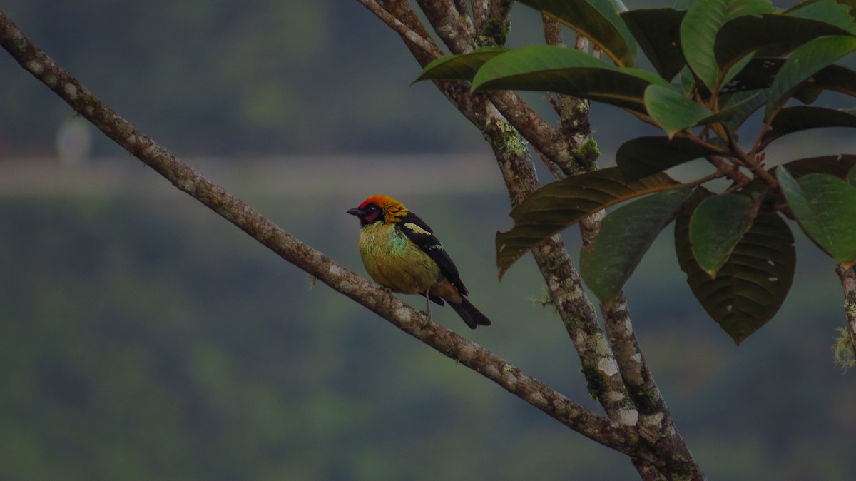 Flame-faced Tanager - ML45956221