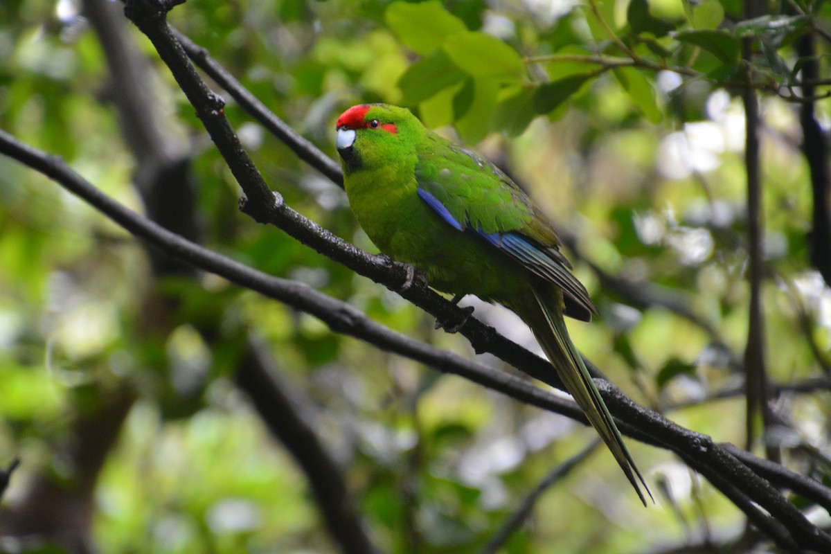 Red-crowned Parakeet - Oscar Thomas