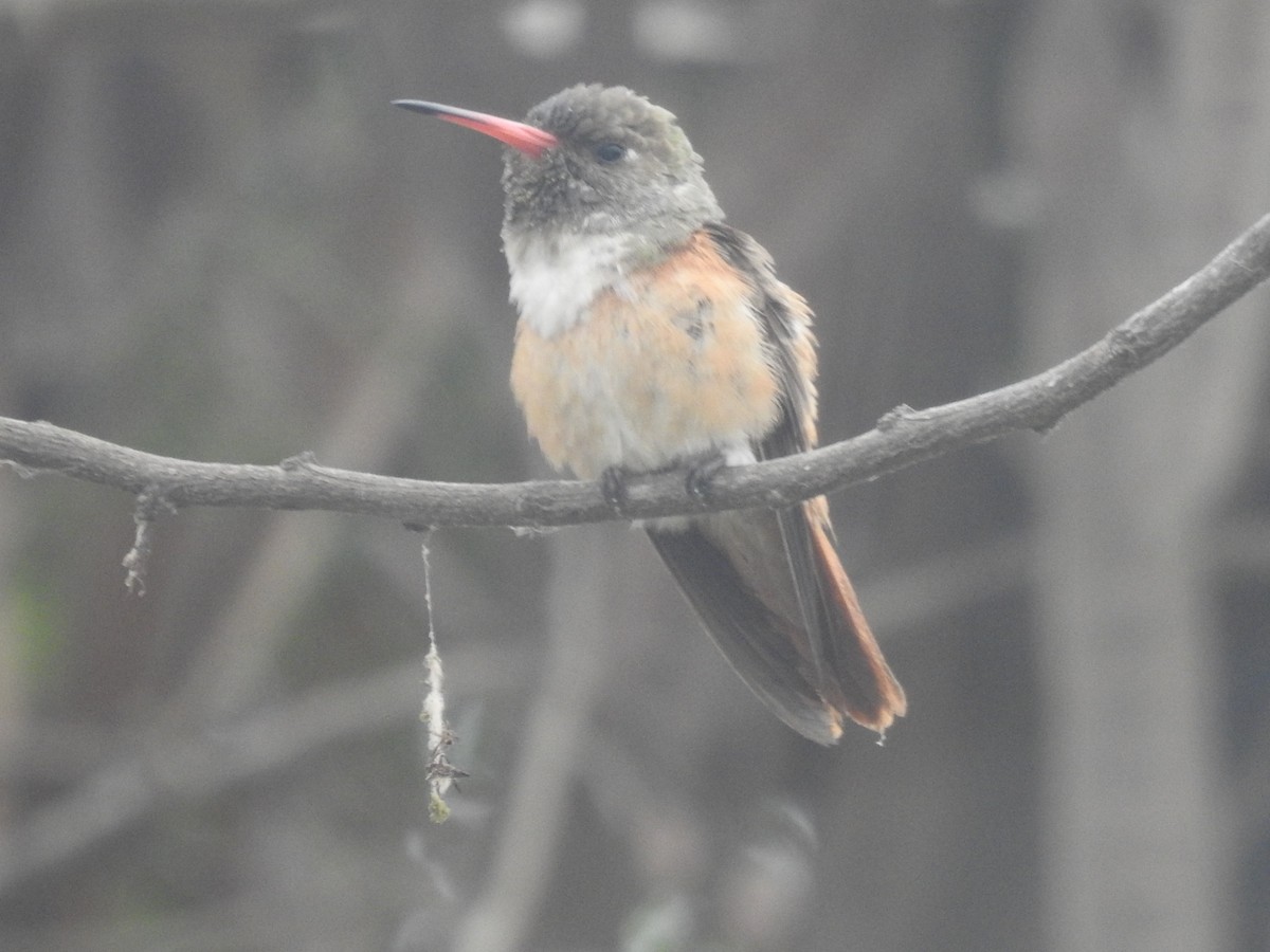 Amazilia Hummingbird - ML459571361