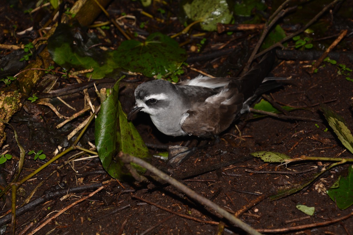 White-faced Storm-Petrel - ML45957191