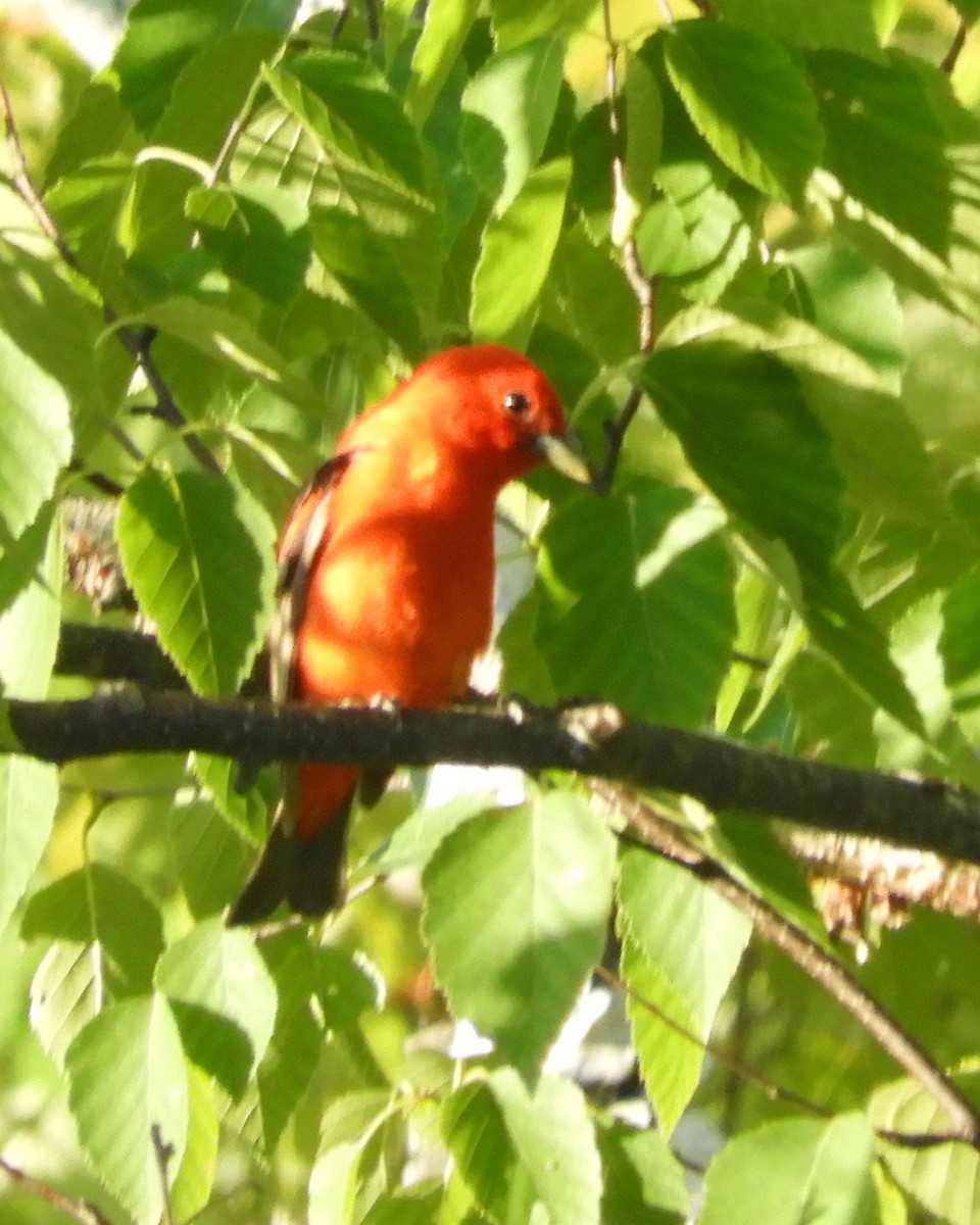 Scarlet Tanager - ML459575811
