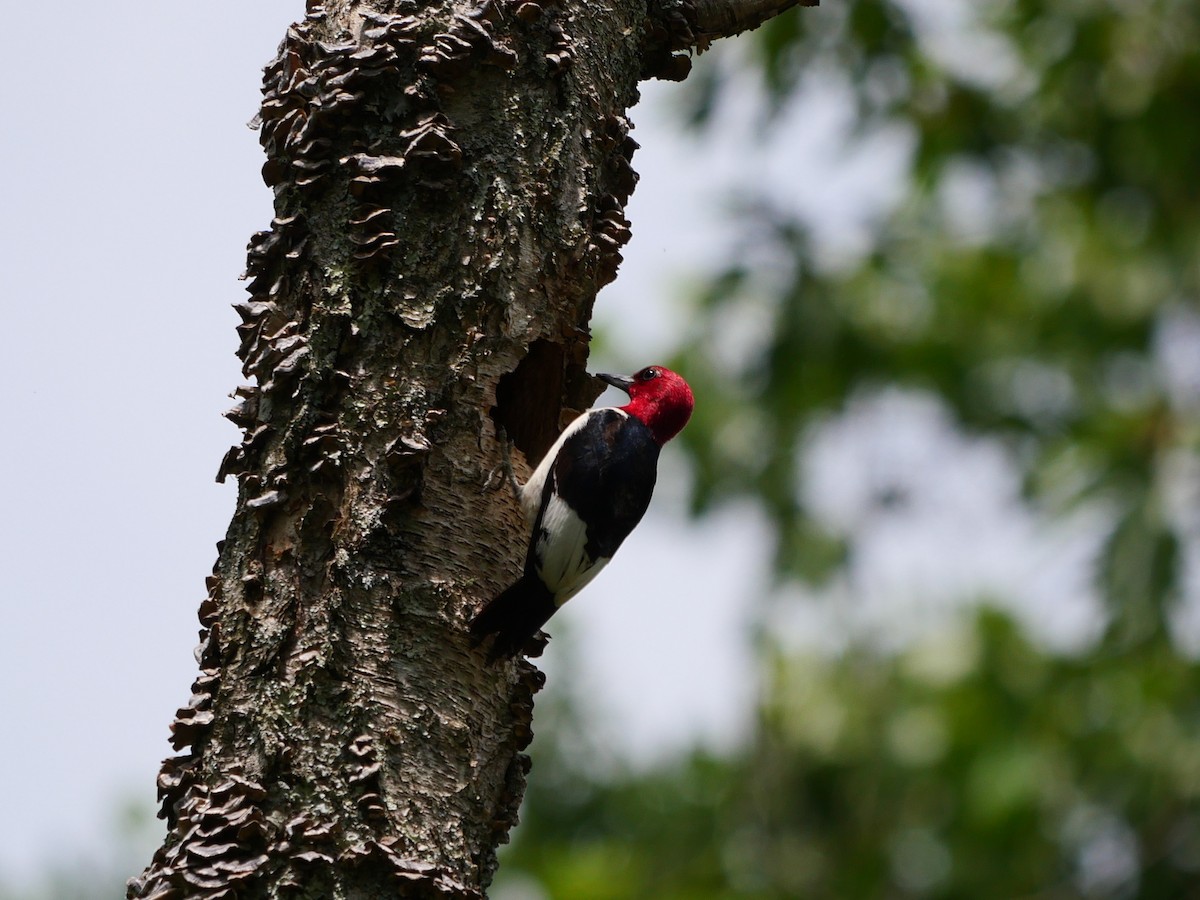 Red-headed Woodpecker - ML459576391