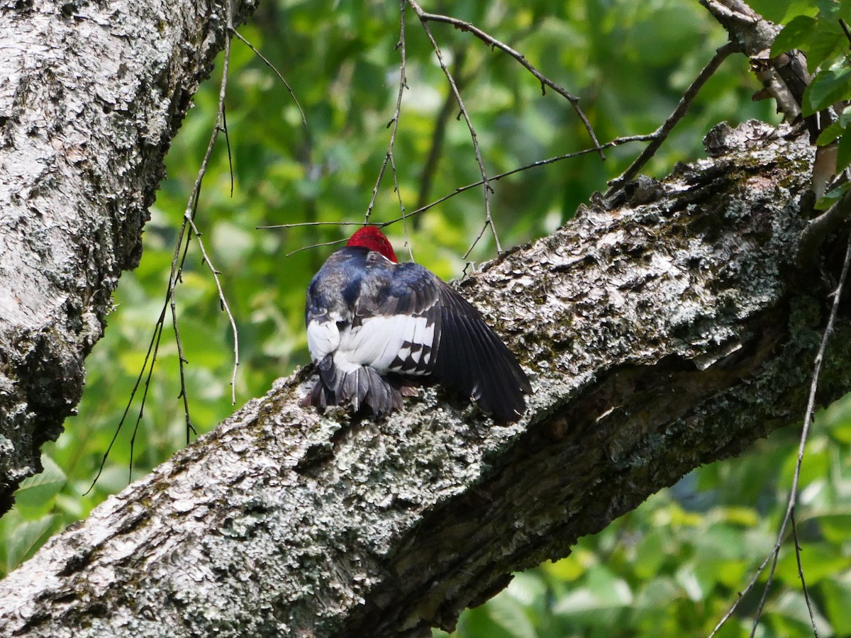 Red-headed Woodpecker - ML459576431