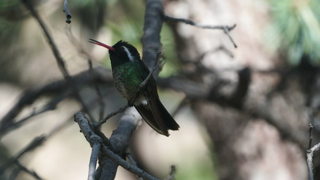 kolibřík bělouchý - ML459581081
