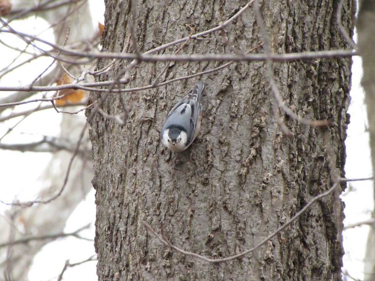 White-breasted Nuthatch - ML45958131