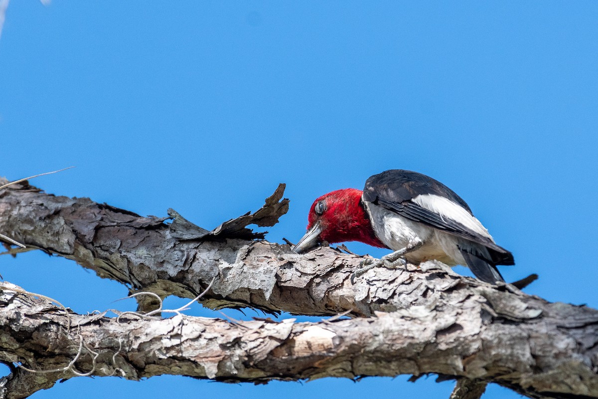 Red-headed Woodpecker - ML459583801