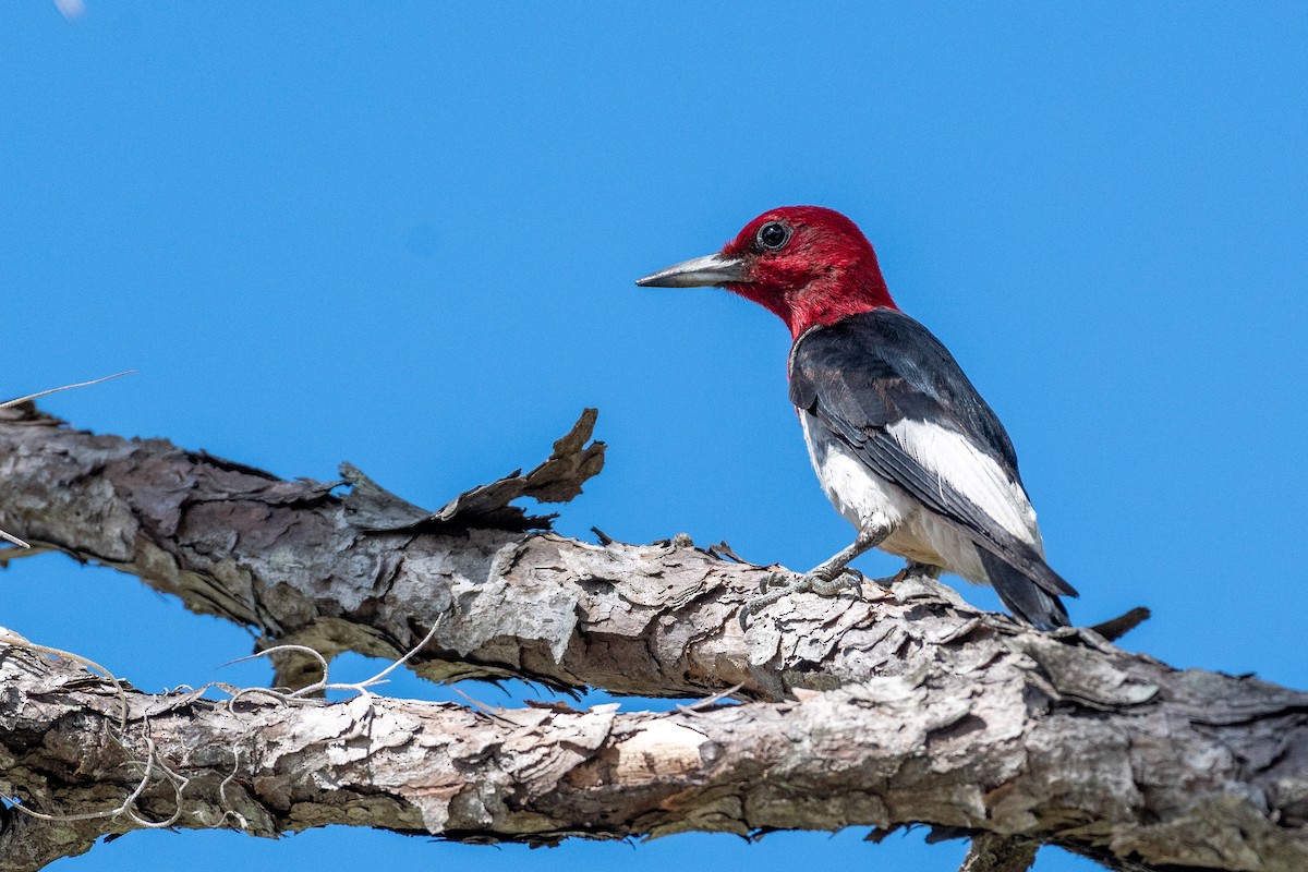 Red-headed Woodpecker - ML459583821